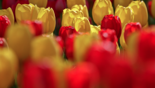 Keukenhof Garden: o famoso jardim de tulipas holandesas.